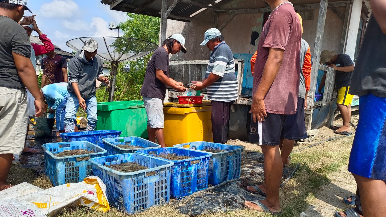 SIARAN PERS PETAMBAK DIPASENA TOLAK KERAS IMPOR UDANG